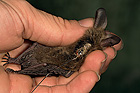 Bechstein-Fledermaus
