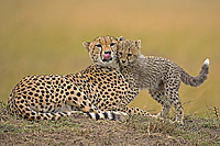 Gepard mit Jungem, Kenia, Foto: Winfried Wisniewski