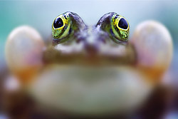 Frosch, Foto: Daniel Bols,BVNF