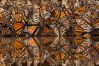 Monarchfalter, Mexiko, Foto: Ingo Arndt