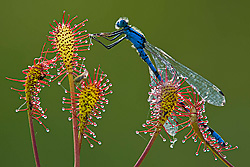 Libelle im Sonnentau, Foto: Willi Rolfes