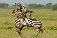 Kämpfende Zebrahengste, Serengeti Nationalpark, Tansania, Foto: Winfried Wisniewski