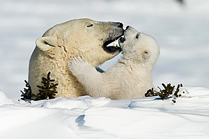 Eisbären, Kanada, Foto:Thorsten Milse