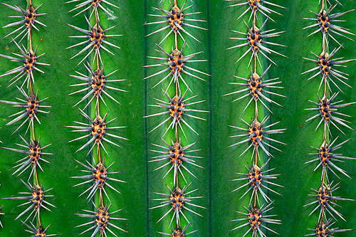 Kaktus mit Stacheln, cactus with prickle