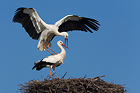 Weissstorch, (Ciconia ciconia), white stork