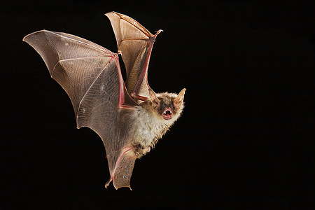 Carsten erh&auml;lt f&uuml;r das Foto  ''Grosses Mausohr im Flug' die Auszeichnung 'Specially commended' beim BBC Wildlife Photographer of the Year 2008